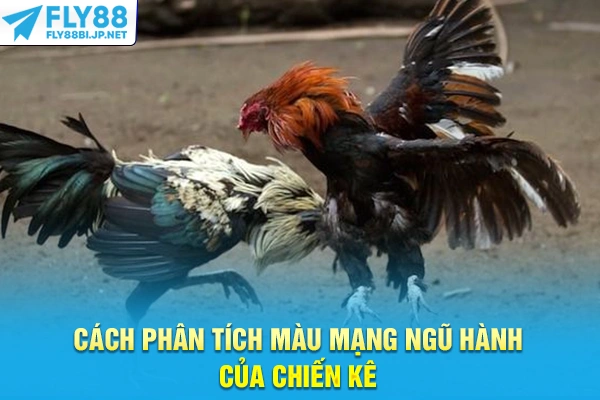 Cách phân tích màu mạng ngũ hành của chiến kê